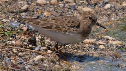 Sarıbacaklı kumkuşu