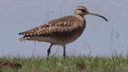 Sürmeli kervançulluğu