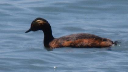 Karaboyunlu batağan