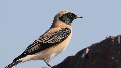 Black-eared Wheatear