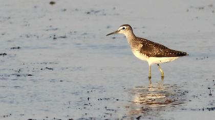 Orman düdükçünü