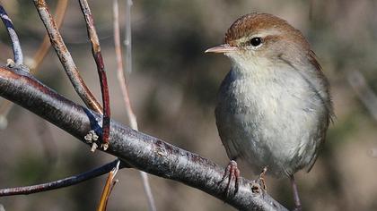 Cetti`s Warbler