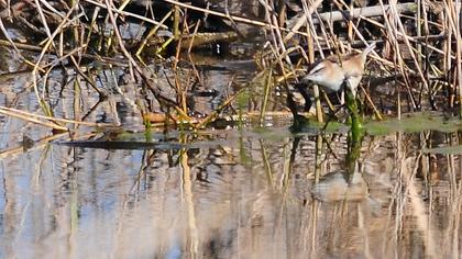 Bıyıklı kamışçın