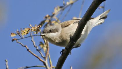 Küçük akgerdanlı ötleğen