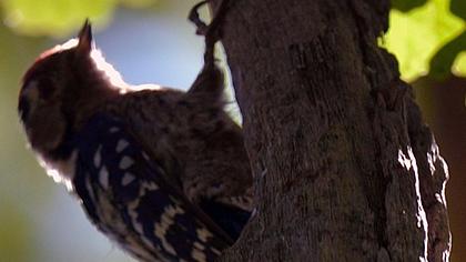 Küçük ağaçkakan