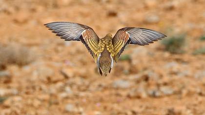 Kılkuyruk bağırtlak