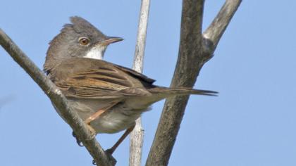 Akgerdanlı ötleğen