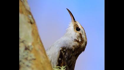 Bahçe tırmaşıkkuşu