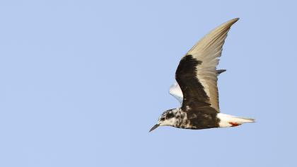 White-winged Tern