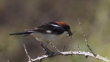 Kızılbaşlı örümcekkuşu