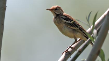 Sarı kuyruksallayan