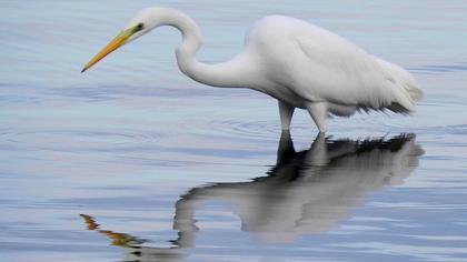 Büyük ak balıkçıl