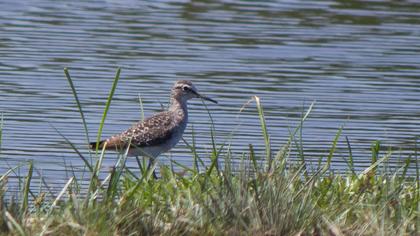 Orman düdükçünü