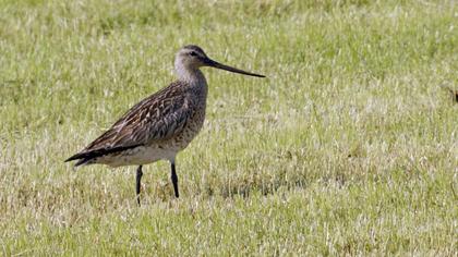 Kıyı çamurçulluğu