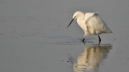 Küçük ak balıkçıl
