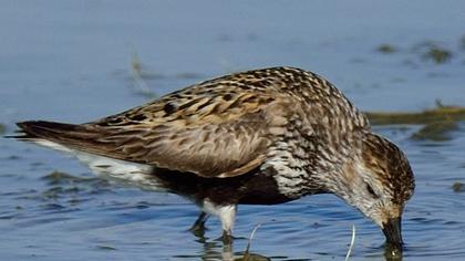 Karakarınlı kumkuşu