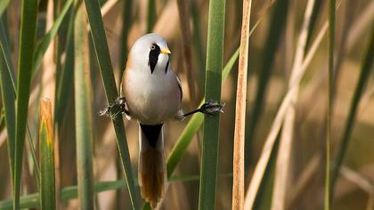 Bıyıklı baştankara