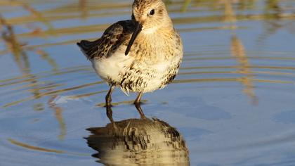 Karakarınlı kumkuşu
