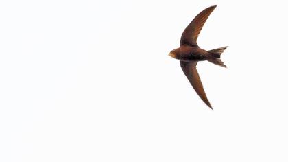 Common Swift
