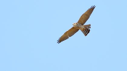 Levant Sparrowhawk