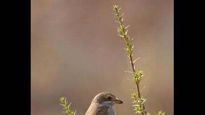 Kızılsırtlı örümcekkuşu