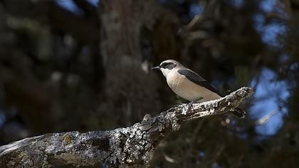 Karakulaklı kuyrukkakan