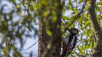 Orman alaca ağaçkakanı