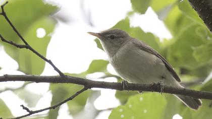 Eastern Olivaceous Warbler