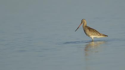 Kıyı çamurçulluğu