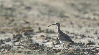 Sürmeli kervançulluğu