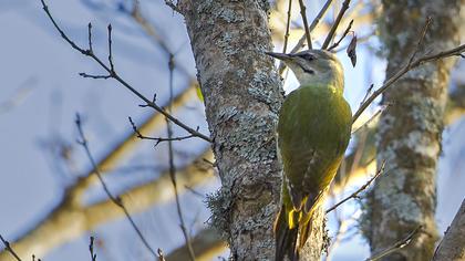 Küçük yeşil ağaçkakan