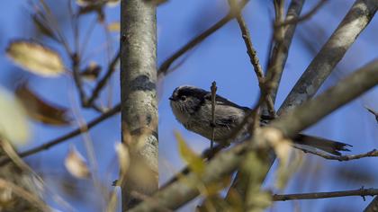 Uzunkuyruklu baştankara