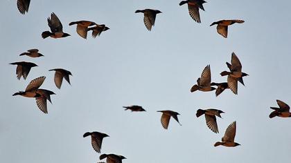 Rosy Starling