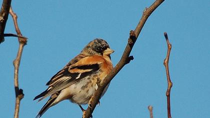 Brambling