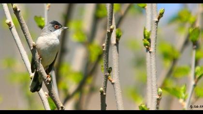 Sardinian Warbler