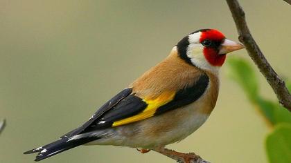 European Goldfinch