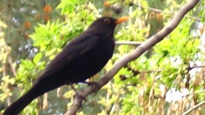 Karatavuk