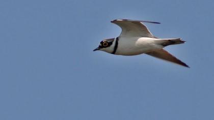 Little Ringed Plover