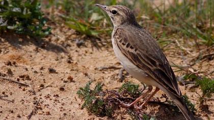 Tawny Pipit