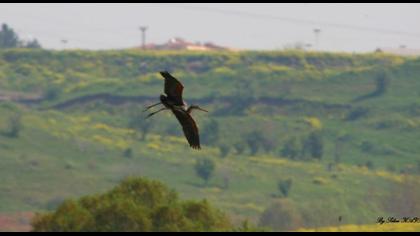 Purple Heron