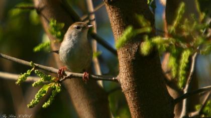 Cetti`s Warbler