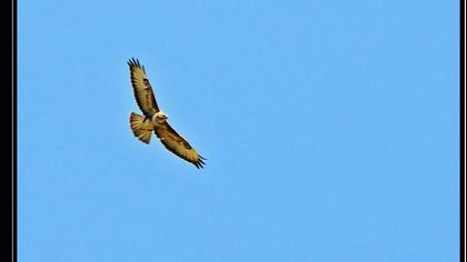 Common Buzzard