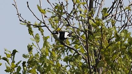 Collared Flycatcher