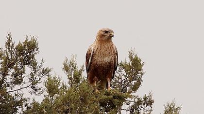 Long-legged Buzzard