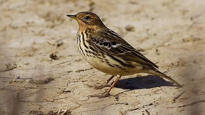 Red-throated Pipit