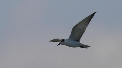 Black Tern