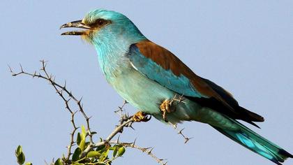 European Roller