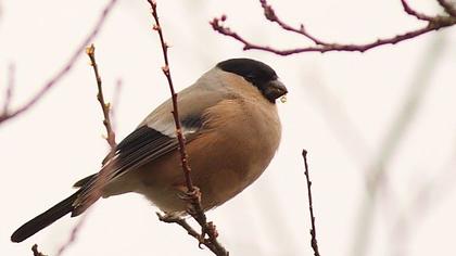 Eurasian Bullfinch