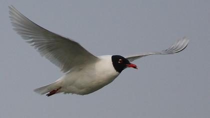 Mediterranean Gull