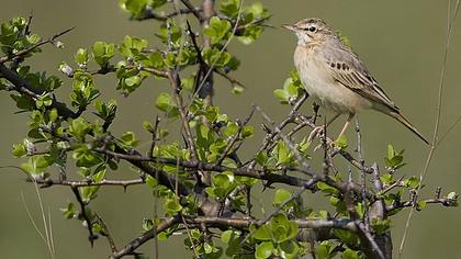Tawny Pipit